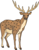 Deer With Large Antlers Clip Art